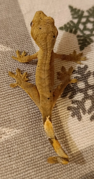 Kronengecko geschlüpft Oktober 2025 Correlophus ciliatus 