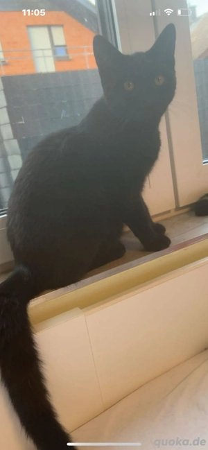 Hauskatze 6 monate alt 