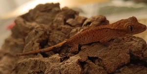 Kronengecko geschlüpft Oktober 2025 Correlophus ciliatus 