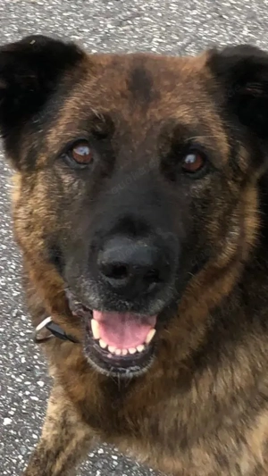 Bradly - hat einen Gnadenplatz. Er bräuchte Paten für seine,altersbedingte,kostspielige Therapie.