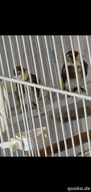 Stieglitz parva Originale 