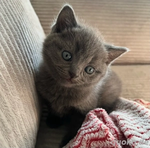  BKH Katerkitten sucht sein liebevolles Zuhause   