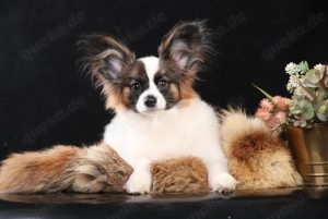Papillon Welpen 