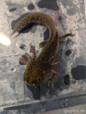 Wir suchen ein neues Zuhause      Bild 2