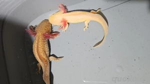 Wir suchen ein neues Zuhause      Bild 5