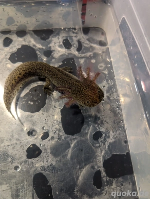 Wir suchen ein neues Zuhause      Bild 7