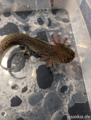 Wir suchen ein neues Zuhause      Bild 10