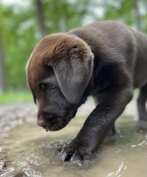 Striking Liebevolle Labrador Retriever Welpen mit Stammbaum.