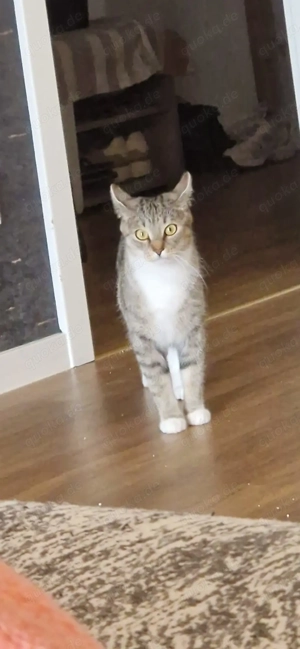 Bella sucht ein neues Zuhause 