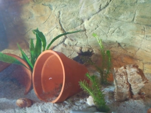 Großes Aquarium 120 cm mit 4 Axolotls 