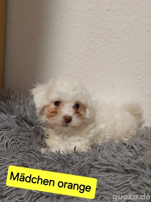 Suche eine liebevolle Familie 