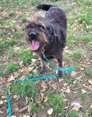 Große, freundliche und offenherzige Mischlingshündin sucht ihr Gnadenplätzchen