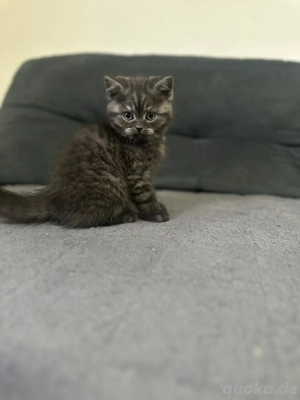 Bkh Babys Katze sucht neue Familie 