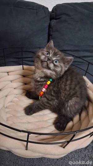 Britisch kurzhaar&Langhaar