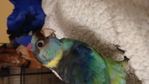 Verkaufe Ringsittich