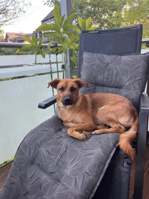 zu Hause für Traumhund gesucht