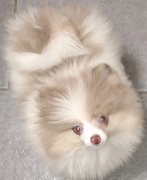 Zuckersüsser Zwergspitz Pomeranian in weiss-lilac mit blauen Augen  