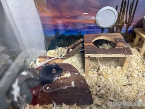 Farbmäuse Schwarz Bunt