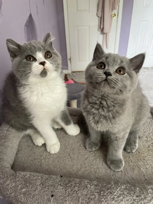 Reinrassige BKH-Babys in besten Händen   jetzt auszugsbereit