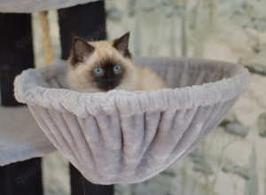 Wunderschöne reinrassige Ragdoll Kitten   Kater   Junge 