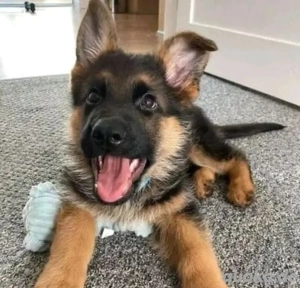 Deutsche Schäferhundwelpen