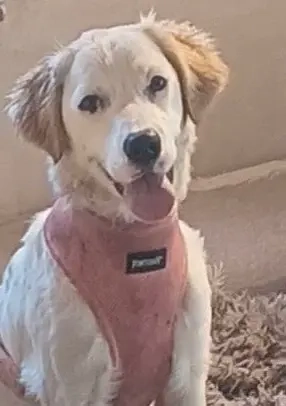 Smilla, a.d.Tierschutz, sucht Happy-Home 