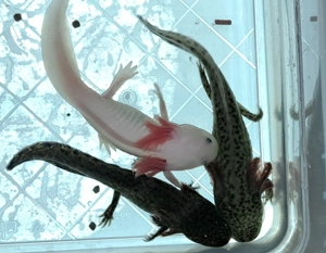Verkaufe  Axolotl