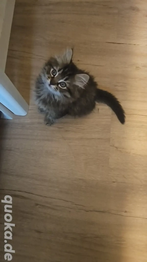 Heilige Birma Kitten Kätzchen Katze