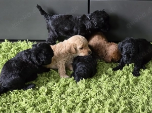 Zwergpudel Toypudel Welpe