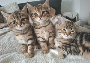 typvolle Bengal Katerchen suchen liebevolles Zuhause 