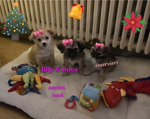 Chihuhahuha Mädels , kleinbleibend suchen noch kuscheliges zu Hause bei liebenswerten Menschen