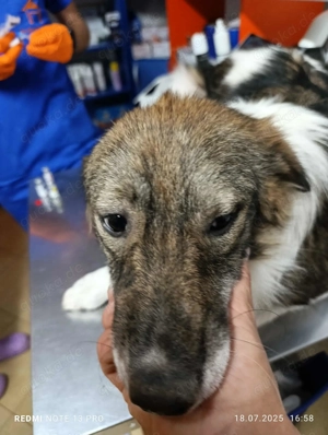 Cecil - schenkst du ihr ein Zuhause für immer? Bild 3