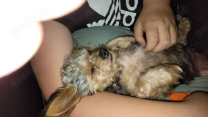 Süßer Yorki Chihuahua, Rüde kastriert mit Ausweis, in liebevolle Hände