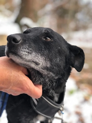 Gastvermittlung: Georg   freundlicher Puli-Mischling sucht ein liebevolles Zuhause