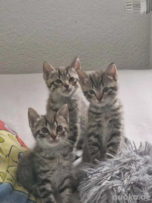 Kitten zu verkaufen 