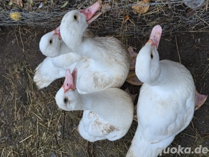 unsere enten   erpel 