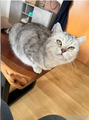 BKH Britisch Kurzhaar Katze
