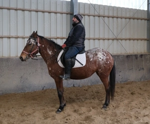 Appaloosastute Montana