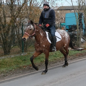 Appaloosastute Montana