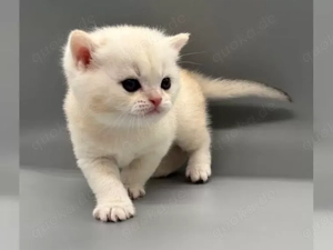 BKH Kitten mit Stammbaum