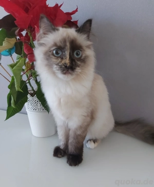 Heilige Birma Kätzchen, Kitten, Jungkatze