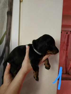  Süße Dackel Welpen Black and tan