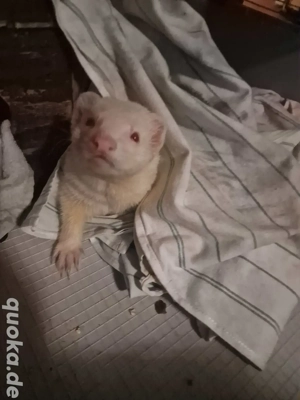 Frettchenrüde Albino 7 Monate