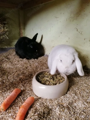 Zwergwidder weiß mit blaue Augen 