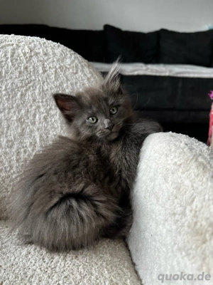 Wunderschöne Maine Coon Kitten