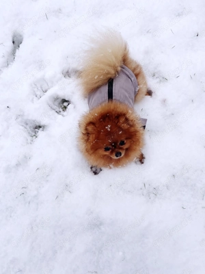 Pomeranian Zwergspitz in liebevolle Hände abzugeben 