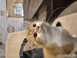 Verkaufe BKH Kater  14 Wochen alt Bild 3