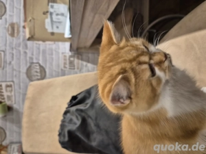 Verkaufe BKH Kater  14 Wochen alt Bild 2