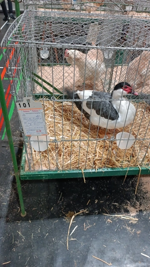 Warzenenten Erpel Blau Schecke