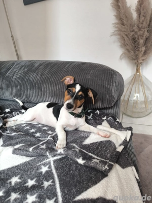 Jack Russel Mädchen Tricolor 